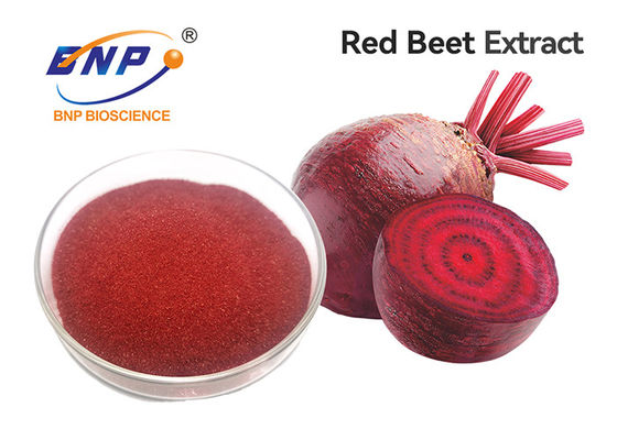 Extracto natural púrpura de la raíz de la remolacha roja del suplemento el 100% del polvo de la fruta y verdura