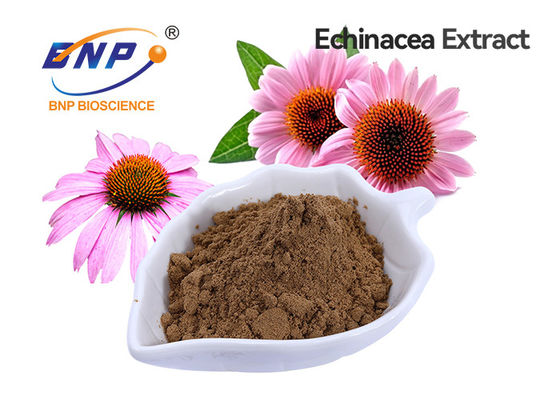 Categoría alimenticia del polifenol el 4% del extracto de Purpurea del Echinacea