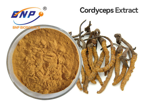El extracto amarillo de la seta de Brown pulveriza el micelio de Cordyceps Sinensis