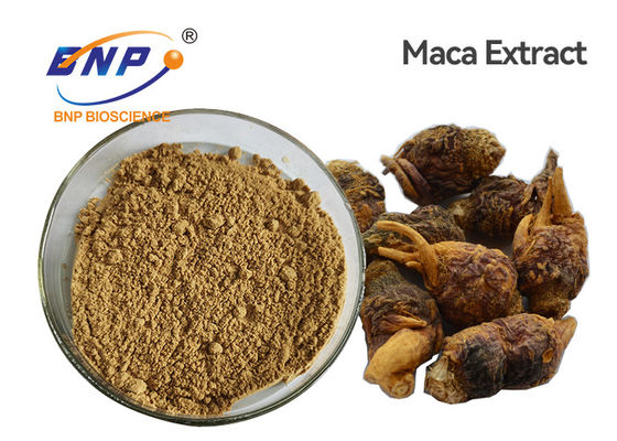 La planta natural de Meyenii del Lepidium extrae el polvo orgánico marrón claro de la raíz de Maca