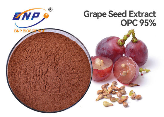 Cuidado orgánico rojo marrón de los cosméticos del polifenol el 95% del extracto de la semilla de la uva
