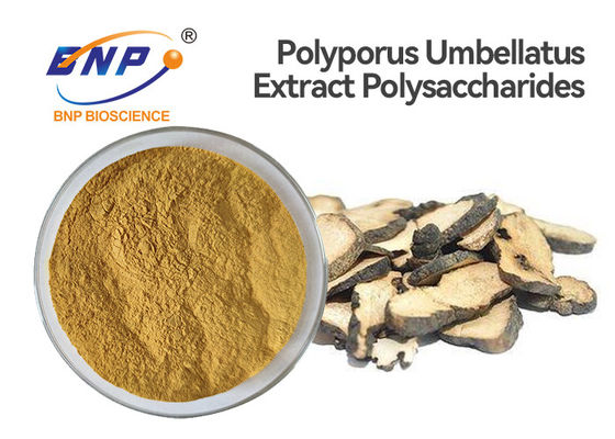 Extracto libre de Umbellatus del Polyporus de los polisacáridos el 50% del polvo del extracto de la seta de GMO