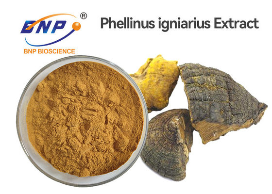 Extracto Sang Hwang Mushroom del polisacárido el 30% Phellinus Igniarius