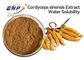 Seta medicinal fermentada natural del polvo del extracto del polisacárido el 10% Cordyceps Sinensis