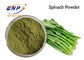 Extracto fino verde Juice Powder 80 Mesh High Temperature Sterilization de la hoja de la espinaca